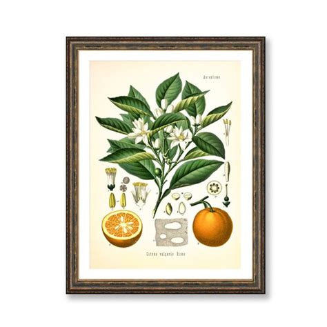 Orange Art Print Kitchen Fruit Print Antique Botanical Art Etsy