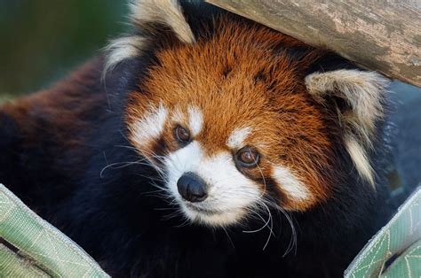 Animalfact The Chinese Name For The Red Panda Is Hun Ho Meaning “fire