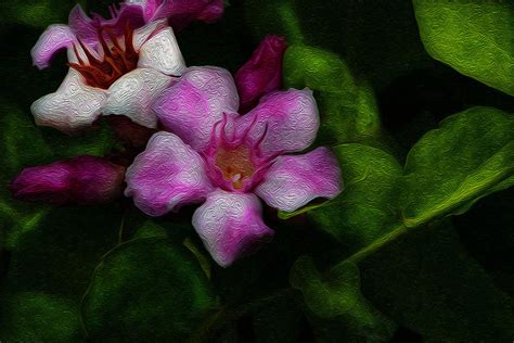 Climbing Oleander Beauty But Poisonous 2 By Jackie Littletaylor