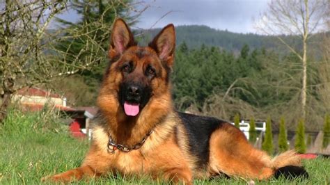German Shepherd Coat And Color Varieties With Photos Dog Food Care