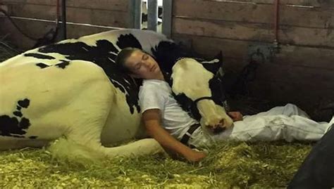 Facebook Viral Chico Duerme Sobre Una Dulce Vaca Y