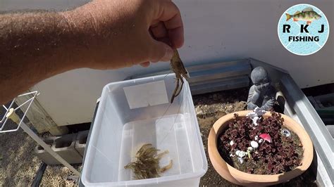 Toney goes into great detail about how to catch snook. How to catch shrimp, and how to freeze them to use as bait ...