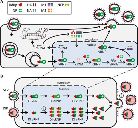 Dynamics Of Influenza A Virus Defective Interfering Particle Replication From Single Cells And