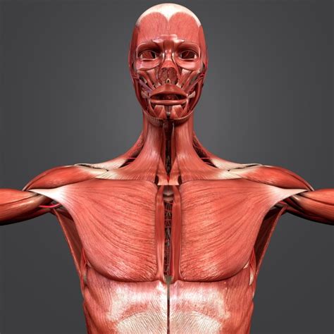 3d Model Human Body Muscles Turbosquid 1268735