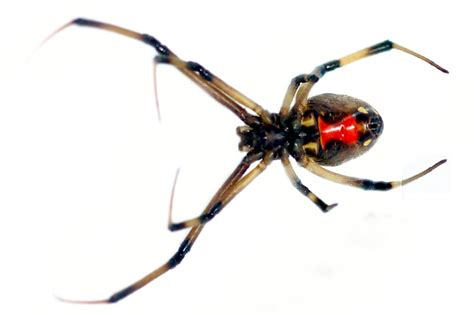 Alabamas Venomous Spiders What You Need To Know