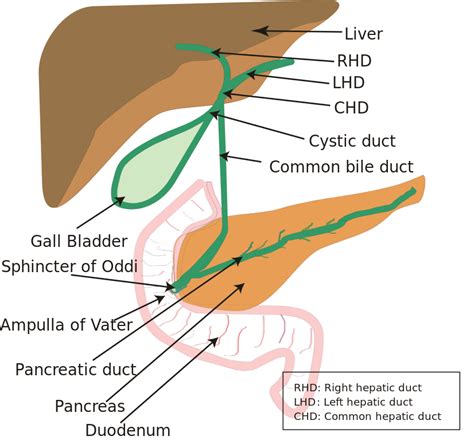 Anatomy Abdomen And Pelvis Biliary Ducts Article The Best Porn Website