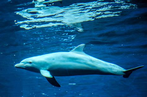 Free Images Sea Water Ocean Animals Vertebrate Marine Mammals