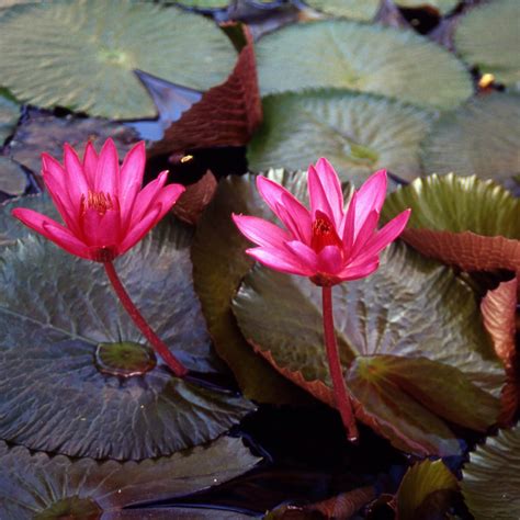 Nymphaea Red Flare Tropical Night Blooming Water Lily Acquista