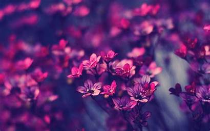 Poetry Kiss Under Medium Purple Flowers Wallpapers