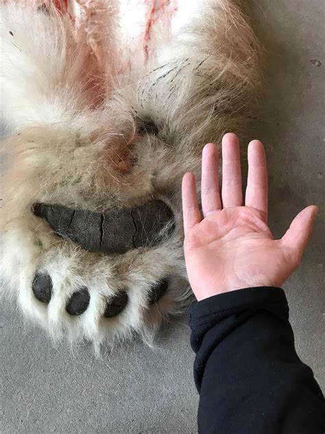 How Big Is A Black Bear Paw Ucb