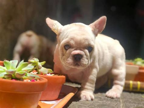 Purebred french bulldog puppies & dogs for sale. French Bulldog puppies FOR SALE ADOPTION from Quezon ...