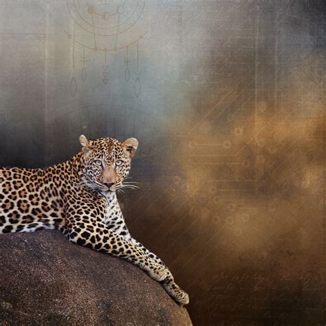 Leopard Digital Art Anne Mckinnell Photography