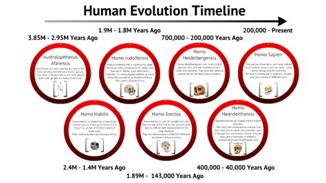 Human Evolution Timeline By Alex Gill