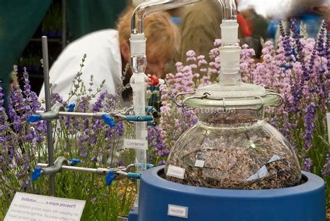 Laboratory Setup Of Distilling Scent From Lavender Flowers Lavandula In Perfume Industry