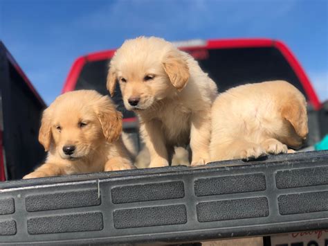 Golden retriever in dogs & puppies for sale. Golden Retriever Puppies For Sale | Apple Valley, CA #294570