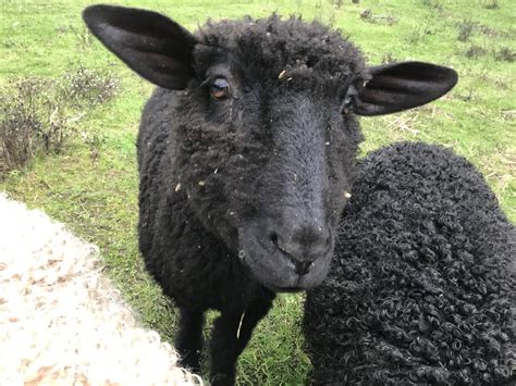 Two Month Sheep Sponsorship Plum Blossom Farm