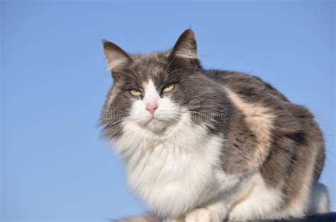 Beautiful Long Haired Diluted Calico Cat Stock Photo
