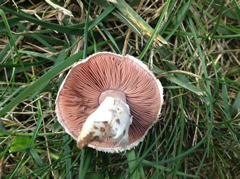 Are Any Of These Edible Mushroom Hunting And Identification