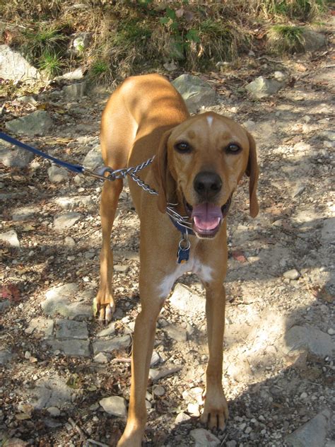 Redbone Coonhound Whippet Mix Mix Breed Dog Photos All Mutt Собаки