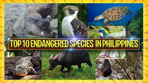 Top 10 Endangered Species In Philippines Youtube