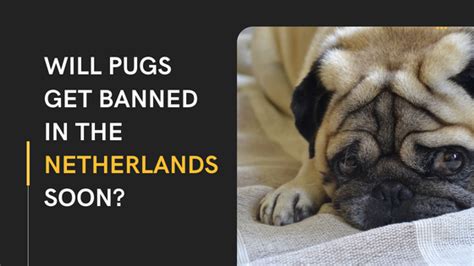 Should Pugs Be Banned
