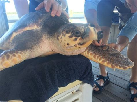 Good News UGA Marine Extension Georgia Sea Grant Release Loggerhead Sea Turtle On Wassaw Island