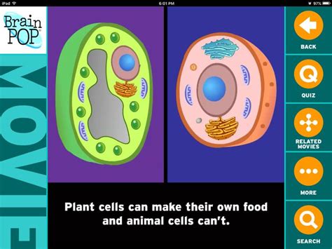 The Difference Between Plant And Animal Cells Educacion