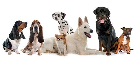 Royalty Free Group Of Dogs Pictures Images And Stock Photos Istock