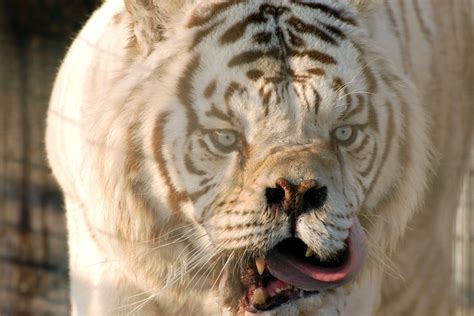 A white tiger affected with down syndrome and dead admin — april 14, 2016 comments off a photograph circulated on the internet for the last several years supposedly showing a tiger down with syndrome. Beautiful Animals with Down Syndrome in the world, Down syndrome cat, Dog with down syndrome ...