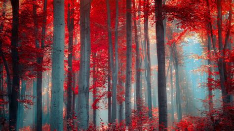 Amazing Red Forest Hd Wallpapers ~ Hyip Bitz Hyip Investment Monitor