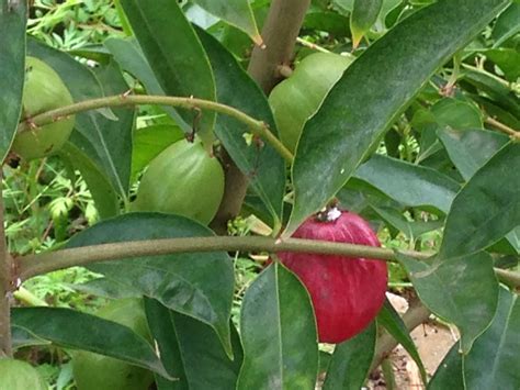 Disinilah muncul pribahasa bagaikan buah simalakama. Berkebun hobiku: Buah mahkota dewa