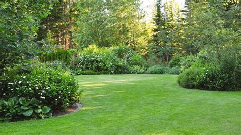 How To Merge The Forest In The Backyard With Your Garden