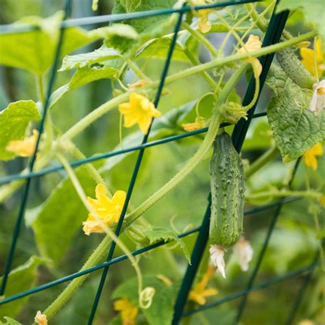 Use a trellis slender enough for tendrils to grab. Mr.Garden Garden Trellis Iron Cucumber Trellis Kit 6ft ...