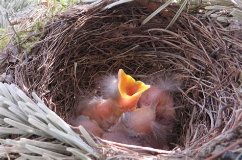 Free Images Branch Beak Small Eat Fauna Blind Bird Nest Bill
