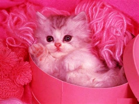 Pink Cat Desktop Wallpapers Top Free Pink Cat Desktop Backgrounds