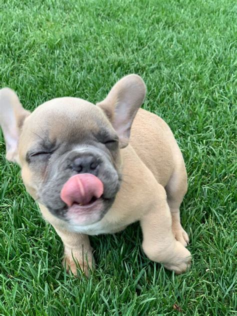 Contact new york french bulldog breeders near you using our free french bulldog breeder search tool below! French Bulldog Puppies For Sale | New York, NY #297759