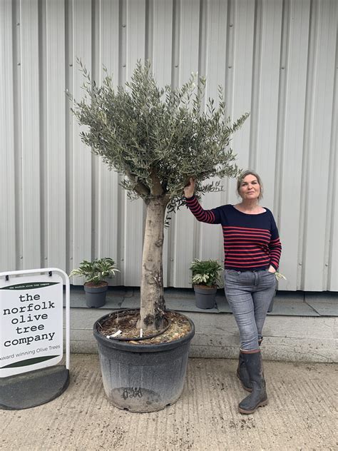 Tall Mature Olive Tree 1066 The Norfolk Olive Tree Company