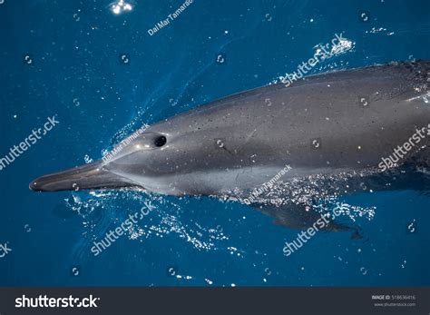 Close Dolphins Blowhole Breathes Stock Photo 518636416 Shutterstock
