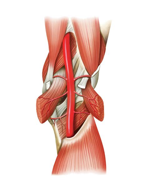 Popliteal Artery Photograph By Asklepios Medical Atlas Pixels