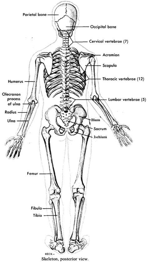 Back Bones Labeled Image Result For Skeletal System Labeled Human