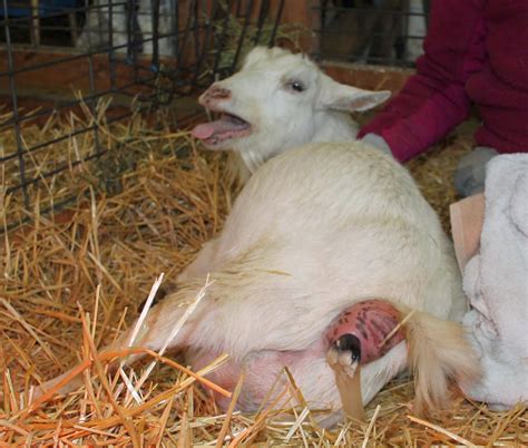Goat Birthing A Beginners Guide The Thrifty Homesteader