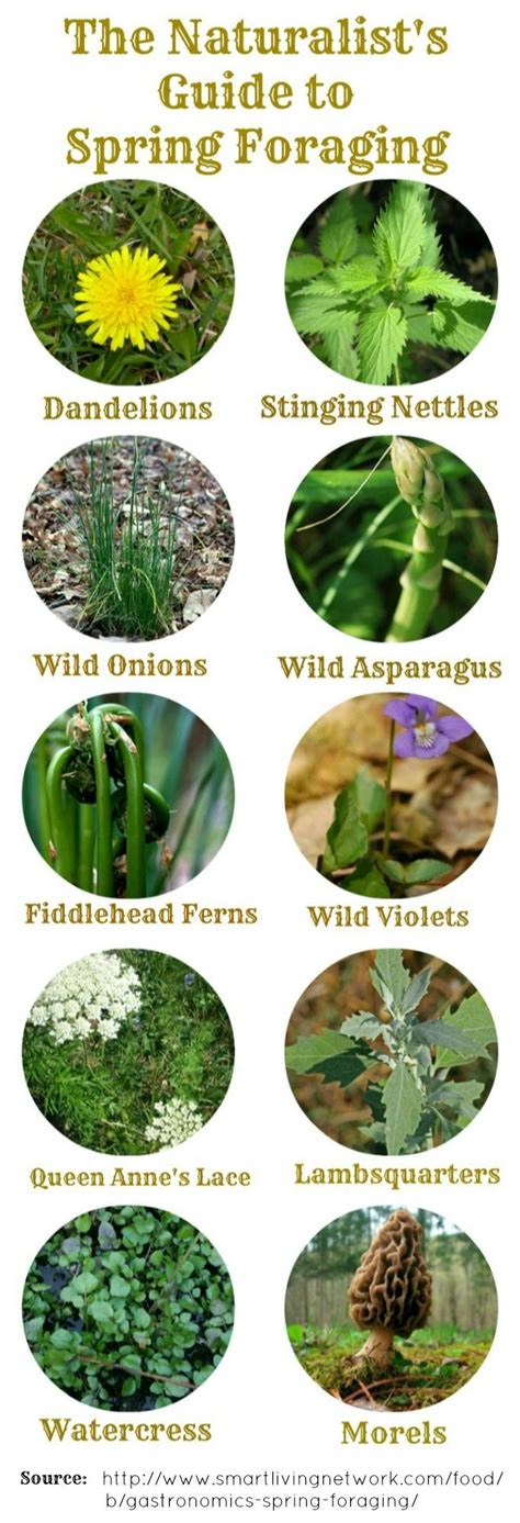 Common Wild Food Foraging Edible Wild Plants Medicinal Plants