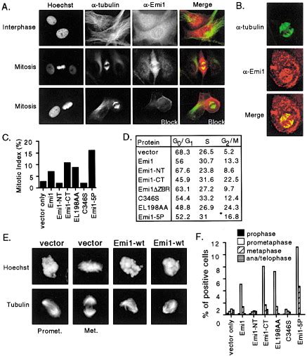 Emi1 Is A Mitotic Regulator That Interacts With Cdc20 And Inhibits The