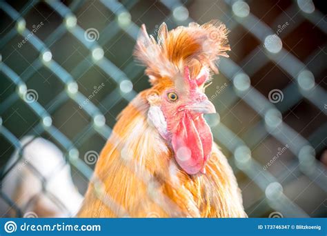 Rooster In Cage Stock Image Image Of Nature Poultry 173746347