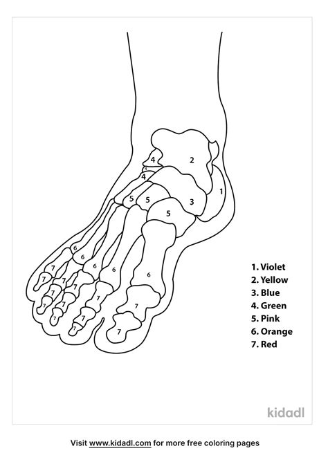 Free Color The Bones Of The Foot Coloring Page Coloring Page