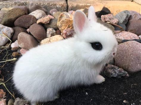 Cute Dwarf Hotot Bunnies Up For Adoption Orland Park Bunnies For Sale