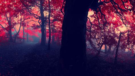 Wallpaper Sunlight Forest Fall Nature Red Branch Evening