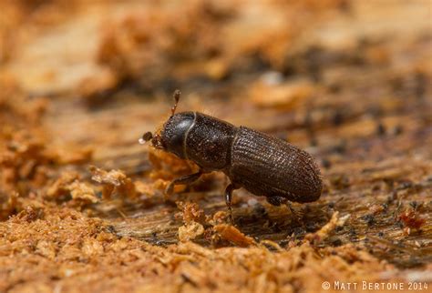 Managing Southern Pine Beetle Infestations In A Changing Forest Environment