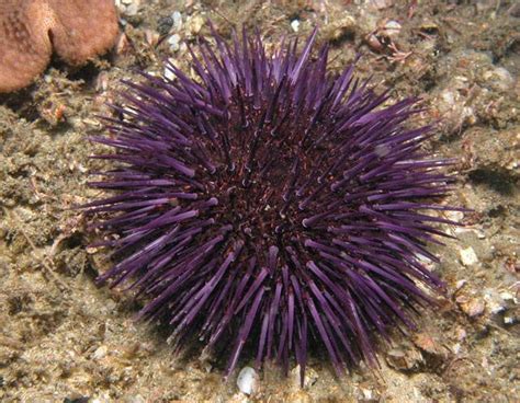 Sea Urchins Used For Acidification Research Neptune 911