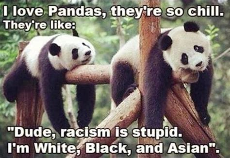 75 Mad Panda Memes Funny Pictures